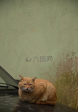 耶尼,美麗,原