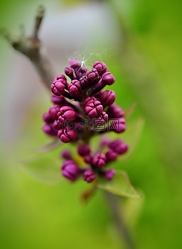 紫丁香,丁香花蕾,紫