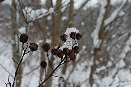 冬天,芽,雪