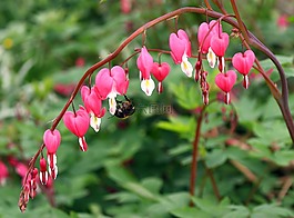性質(zhì),鮮花,粉紅色
