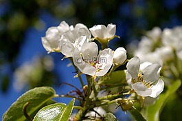 春天,花瓣,樹