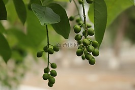 鸟樱花,树,夏季