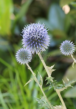薊,廠,開花