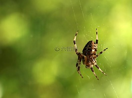 蜘蛛,昆蟲,自然