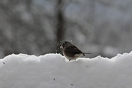 鳥,自然,冬天