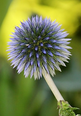 薊,廠,開花