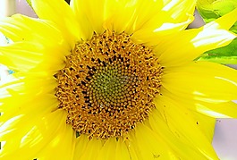 太陽花,開花,廠