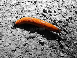 蝸牛,巖海,性質(zhì)