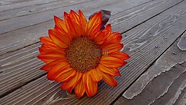向日葵,秋,花