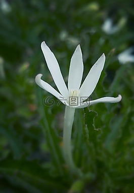 潔白的花朵,盛開(kāi),開(kāi)花