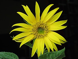 向日葵,鮮花,黃色