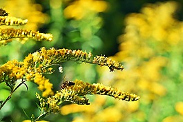 夏季,鲜花,夏天花