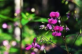 森林,花,花園