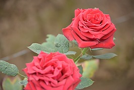 玫瑰,紅色,愛