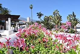 鲜花,步行,特内里费岛