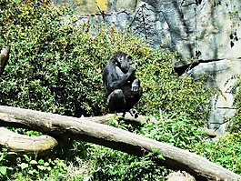大猩猩,動(dòng)物,野生動(dòng)物
