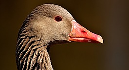 鵝,水禽,動物