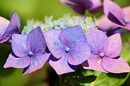 繡球花板,八仙花,花