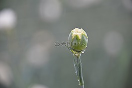 芽,露水,花