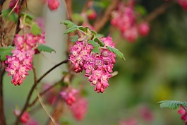 鮮花,宏,紫