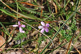 紫,鮮花,野花