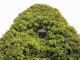窗口,葉子,首頁(yè)