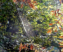 葉子,秋季,性質(zhì)