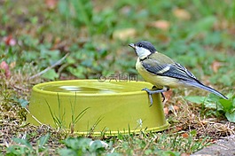 山雀,鳥,鳴鳥