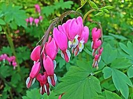 同情,花,春