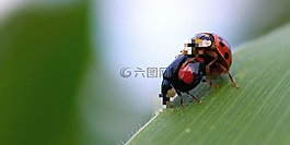 瓢蟲,兩個,社交網(wǎng)絡(luò)