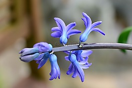風(fēng)信子,藍(lán)色,花