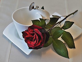 玫瑰,紅色,蓋