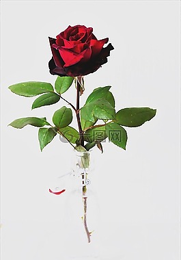 紅玫瑰,抽象,照明