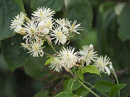 花,夏季,太陽(yáng)