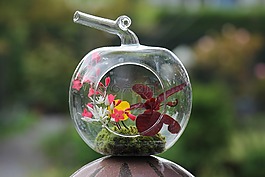 花,蒙太奇花,月份