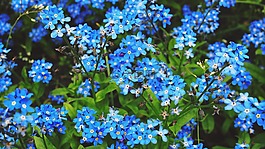 鮮花,春,自然