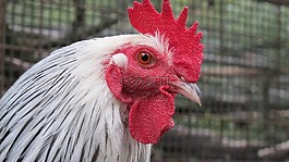 公雞,鳥(niǎo),自然
