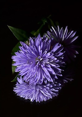 翠菊,花卉,紫色