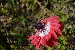 銀蓮花,鮮花,紅色