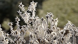 花,種子,冬天