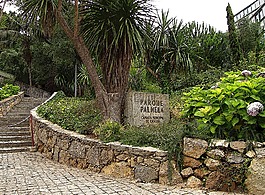 公園,樹木,葡萄牙