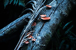 蘑菇,橙,baumschwamm