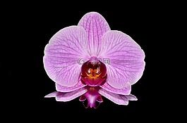 粉色,蘭花,花卉