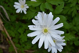 鮮花,白,花瓣