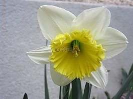 水仙,開花,花
