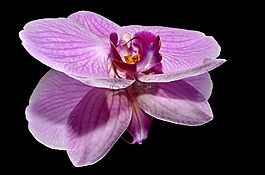 orkide,花卉,粉色