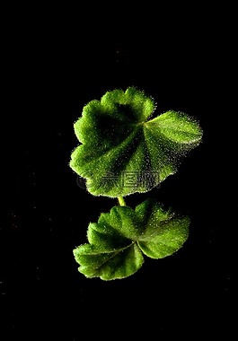 葉,綠色,植物