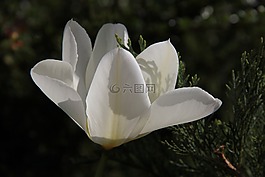 郁金香,白,春天