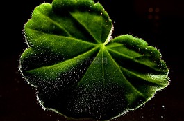 葉,綠色,植物