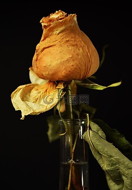 玫瑰,prechtel玫瑰,花瓣